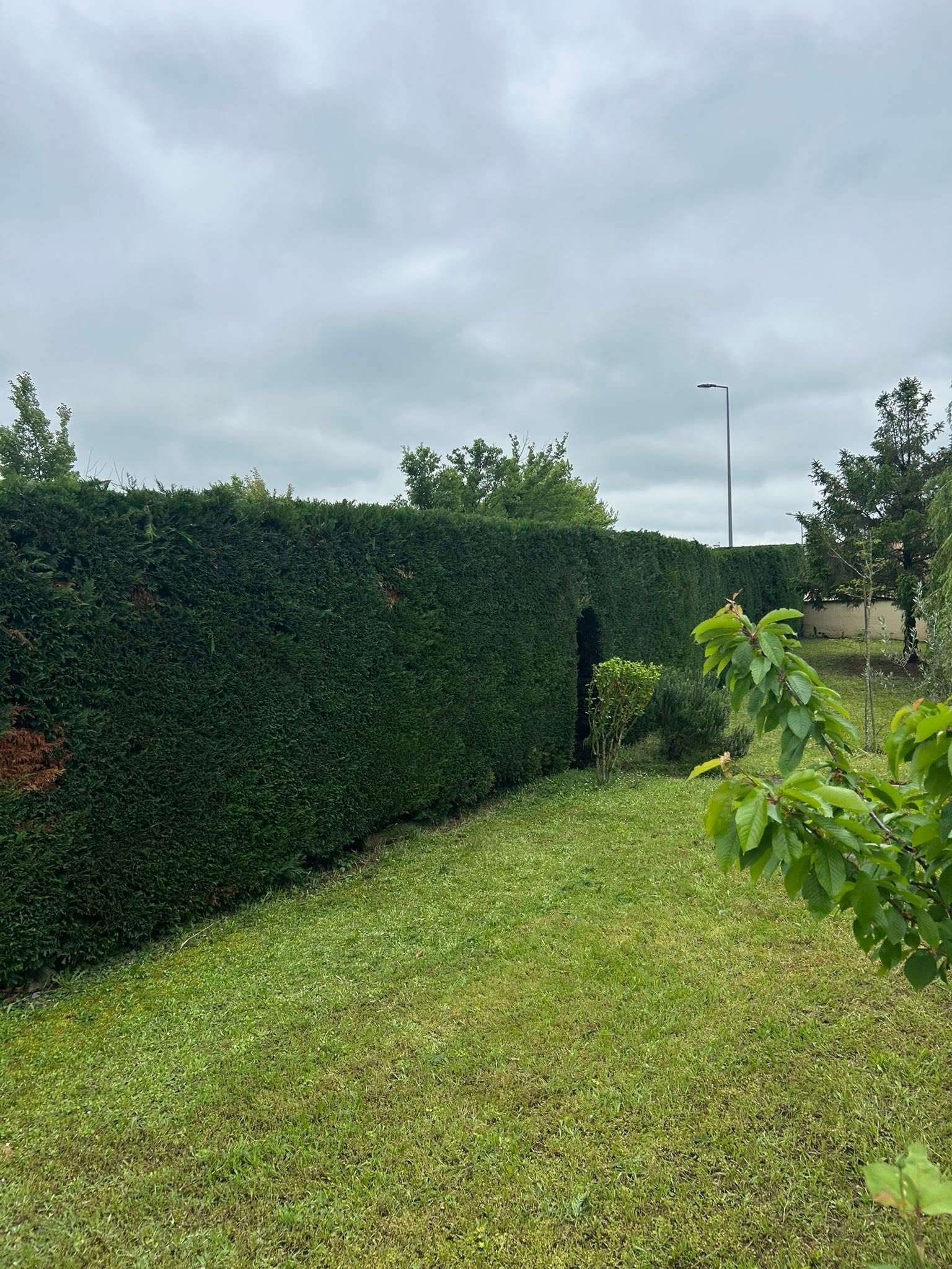 Taille de haie de cyprès