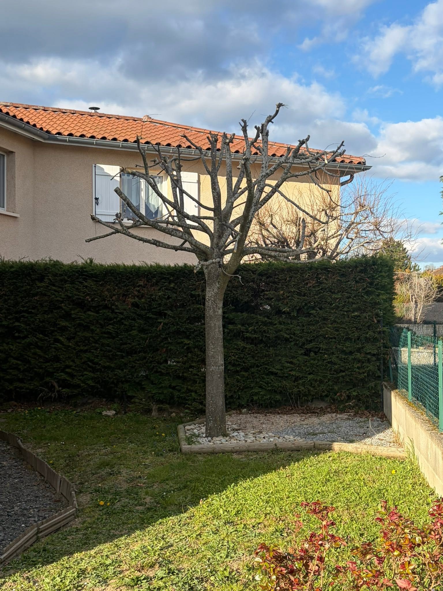 Taille d'arbre fruitier