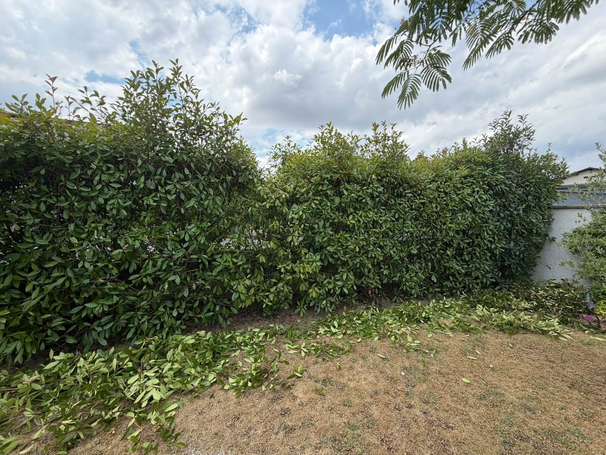 Élagage d'arbre